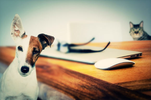 According to Alvarenga et al, dogs are brainier than cats. Image credit: Michal Jarmoluk.