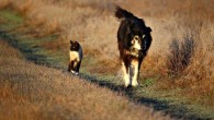 According to Alvarenga et al, dogs are brainier than cats. Image credit: Rihaij.