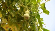 The high-quality genome sequence of the bottle gourd (Lagenaria siceraria) provides a useful resource for plant comparative genomics studies and cucurbit improvement. Image credit: Alice Paipai.