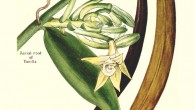 Vanilla plant, 1915. Image credit: McCormick and Company.