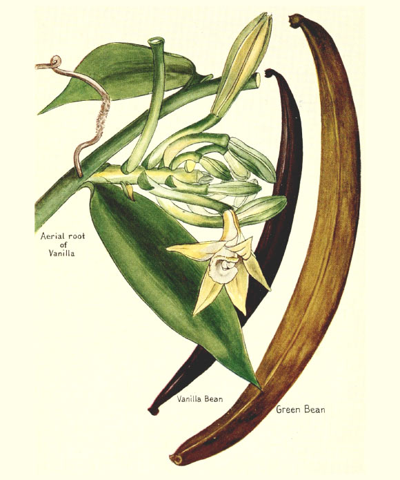 Vanilla plant, 1915. Image credit: McCormick and Company.