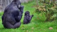 Gorillas appear to be born with an instinct to clean their food. Image credit: Skeeze.