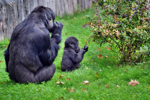 Gorillas appear to be born with an instinct to clean their food. Image credit: Skeeze.