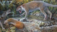 Reconstruction of Wakaleo schouteni challenging the thylacinid Nimbacinus dicksoni over a kangaroo carcass in the late Oligocene forest at Riversleigh, Australia. Image credit: Peter Schouten.