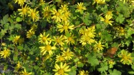 The Indian chrysanthemum (Chrysanthemum indicum). Image credit: KENPEI / CC BY-SA 3.0.