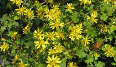 The Indian chrysanthemum (Chrysanthemum indicum). Image credit: KENPEI / CC BY-SA 3.0.