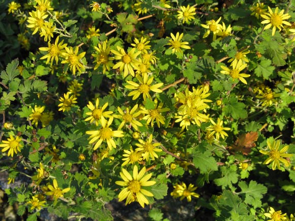 The Indian chrysanthemum (Chrysanthemum indicum). Image credit: KENPEI / CC BY-SA 3.0.