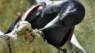 New Caledonian crows know what it takes to make a good tool. Image credit: James St Clair.