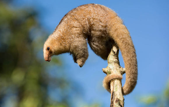 The silky anteater (Cyclopes didactylus). Image credit: Quinten Questel / CC BY-SA 3.0.