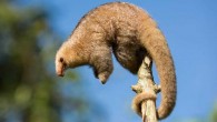 The silky anteater (Cyclopes didactylus). Image credit: Quinten Questel / CC BY-SA 3.0.