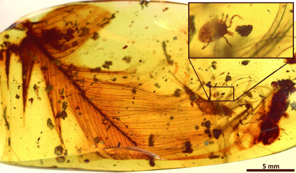 Hard tick grasping a dinosaur feather preserved in 99 million-year-old Burmese amber. Image credit: Peñalver et al.