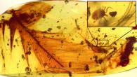 Hard tick grasping a dinosaur feather preserved in 99 million-year-old Burmese amber. Image credit: Peñalver et al.