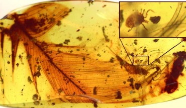 Hard tick grasping a dinosaur feather preserved in 99 million-year-old Burmese amber. Image credit: Peñalver et al.