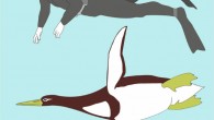 Artististic reconstruction of the Paleocene giant penguin Kumimanu biceae. Image credit: Senckenberg Research Institute.