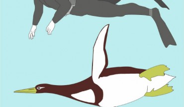 Artististic reconstruction of the Paleocene giant penguin Kumimanu biceae. Image credit: Senckenberg Research Institute.