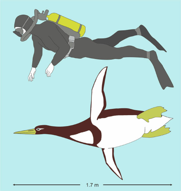 Artististic reconstruction of the Paleocene giant penguin Kumimanu biceae. Image credit: Senckenberg Research Institute.