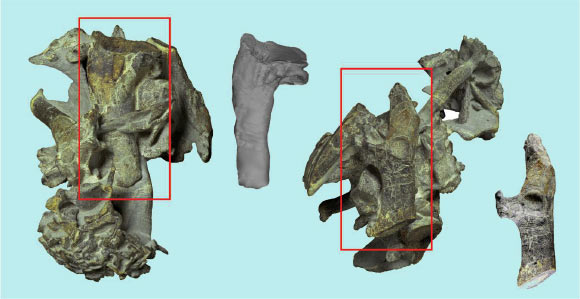 The partly prepared skeleton of Kumimanu biceae. The rectangles emphasize the humerus and a bone from the shoulder girdle (coracoid), which are shown separated from the original bone cluster. Image credit: Senckenberg Research Institute.