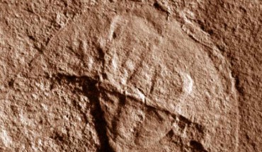 Vaderlimulus tricki. The specimen came from a locality in the Olenekian Thaynes Group near Paris, Idaho, the United States. Image credit: New Mexico Museum of Natural History and Science.