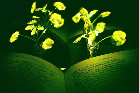 Plants infused with the luminescence of fireflies could help reduce our dependence on conventional lighting. Image credit: Seon-Yeong Kwak.