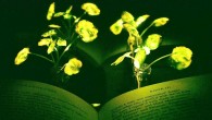 Plants infused with the luminescence of fireflies could help reduce our dependence on conventional lighting. Image credit: Seon-Yeong Kwak.