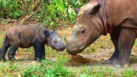 Andatu, the first Sumatran rhino to be born at the Sumatran Rhino Sanctuary, and his mother, Ratu. Image credit: S. Ellis / International Rhino Foundation / CC BY 2.0.