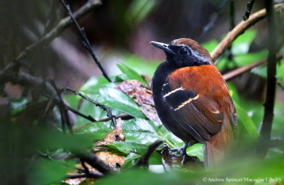 The Cordillera Azul antbird (Myrmoderus eowilsoni). Image credit: Andrew Spencer / Macaulay Library.