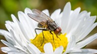 Filer et al find that inhibition of Pol III extends organismal lifespan in flies and worms. Image credit: Sven Lachmann.