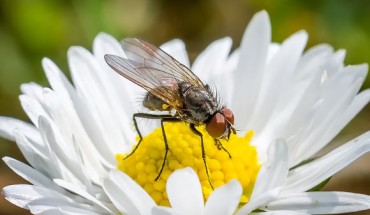 Filer et al find that inhibition of Pol III extends organismal lifespan in flies and worms. Image credit: Sven Lachmann.