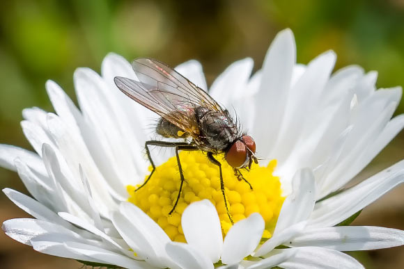 Filer et al find that inhibition of Pol III extends organismal lifespan in flies and worms. Image credit: Sven Lachmann.