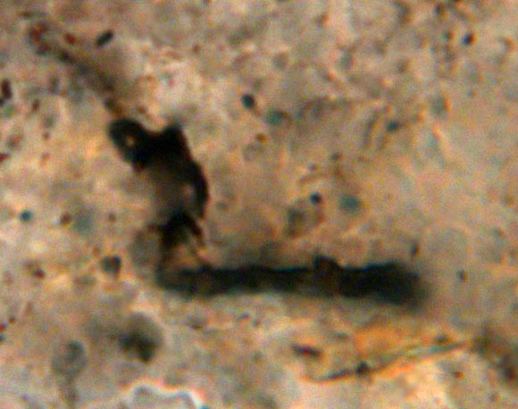 A 3.465-billion-year-old fossil microorganism from Western Australia. Image credit: J. William Schopf / Center for the Study of Evolution and the Origin of Life, University of California, Los Angeles.