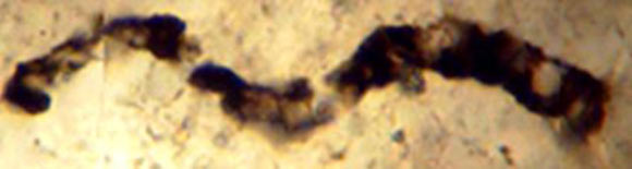 A methane-consuming fossil microorganism from Western Australia. Image credit: J. William Schopf / Center for the Study of Evolution and the Origin of Life, University of California, Los Angeles.