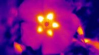 Floral temperature patterns are a hidden signal to bumblebees and other pollinators that, together with other cues like color and scent, attracts them to the flowers and helps them locate any reward, like nectar. This image shows floral temperature patterns from a rock rose. Image credit: University of Bristol.