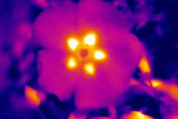 Floral temperature patterns are a hidden signal to bumblebees and other pollinators that, together with other cues like color and scent, attracts them to the flowers and helps them locate any reward, like nectar. This image shows floral temperature patterns from a rock rose. Image credit: University of Bristol.
