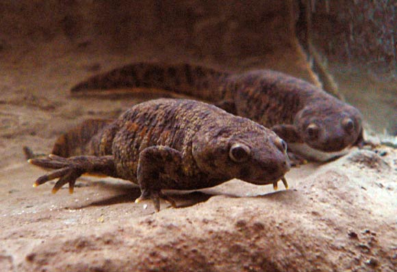 Iberian ribbed newts (Pleurodeles waltl). Image credit: Peter Halasz / CC BY-SA 3.0.