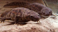 Iberian ribbed newts (Pleurodeles waltl). Image credit: Peter Halasz / CC BY-SA 3.0.