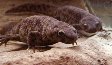 Iberian ribbed newts (Pleurodeles waltl). Image credit: Peter Halasz / CC BY-SA 3.0.