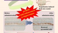 Hong et al demonstrated that the memory protection conferred by blueberry vinegar was linked to activation of brain-derived neurotrophic factor (BDNF)/cAMP response element binding protein (CREB)/serine-threonine kinase (AKT) signaling. Image credit: Hong et al, doi: 10.1021/acs.jafc.7b03965.