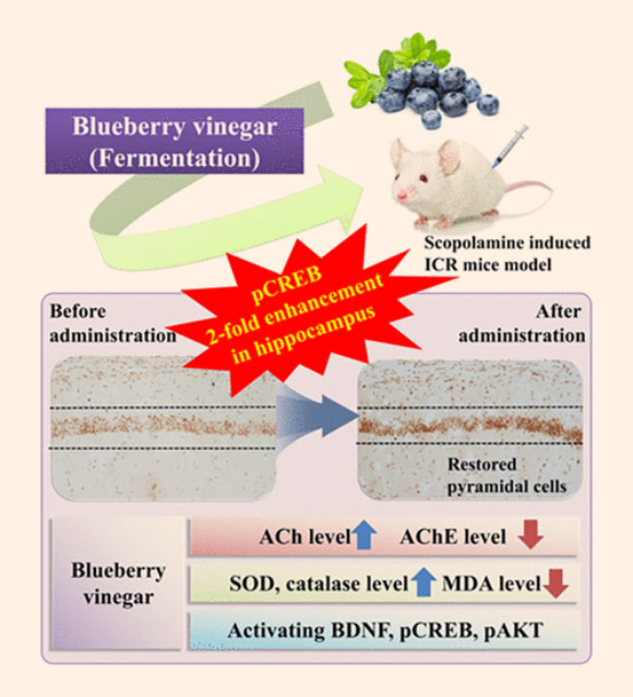 Hong et al demonstrated that the memory protection conferred by blueberry vinegar was linked to activation of brain-derived neurotrophic factor (BDNF)/cAMP response element binding protein (CREB)/serine-threonine kinase (AKT) signaling. Image credit: Hong et al, doi: 10.1021/acs.jafc.7b03965.