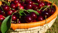 Sweet cherries (Prunus avium). Image credit: U. Leone.