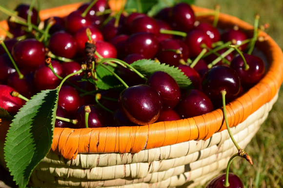 Sweet cherries (Prunus avium). Image credit: U. Leone.