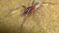 The Bob Marley’s intertidal spider (Desis bobmarleyi), male holotype. Image credit: Robert Raven.
