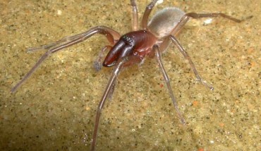 The Bob Marley’s intertidal spider (Desis bobmarleyi), male holotype. Image credit: Robert Raven.