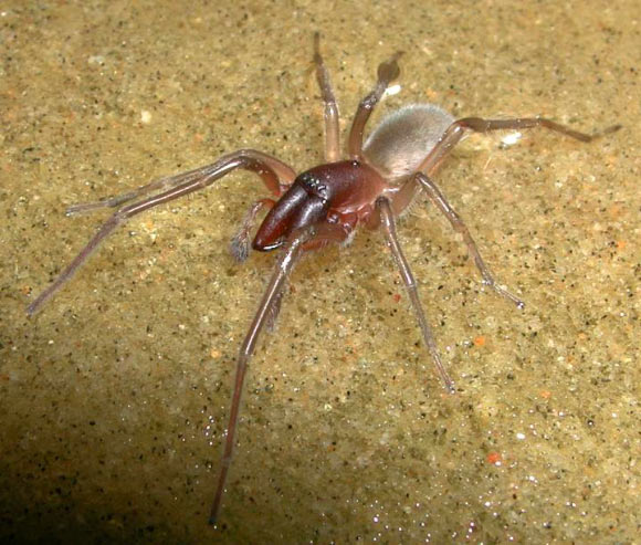The Bob Marley’s intertidal spider (Desis bobmarleyi), male holotype. Image credit: Robert Raven.