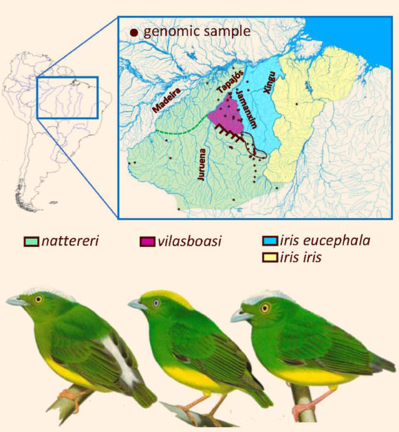 The three species of manakins distributed east of the Madeira River in Amazonia (from left to right): the snow-capped (Lepidothrix nattereri), golden-crowned (Lepidothrix vilasboasi) and opal-crowned (Lepidothrix iris) manakins. Image credit: Barrera-Guzmán et al, doi: 10.1073/pnas.1717319115.