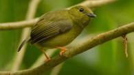 The golden-collared manakin (Manacus vitellinus). Image credit: Sebastian Moreno / CC BY-ND 2.0.