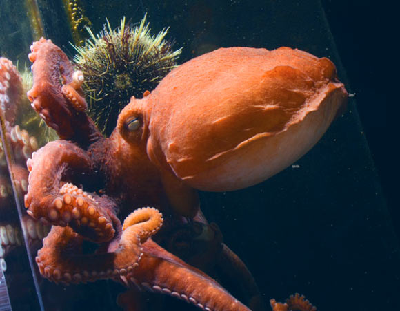 The frilled giant Pacific octopus. Image credit: David Scheel, doi: 10.4003/006.035.0206.