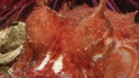 Two distinct simple spots on the frilled giant Pacific octopus. Image credit: David Scheel, doi: 10.4003/006.035.0206.