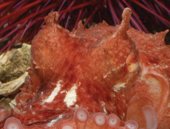Two distinct simple spots on the frilled giant Pacific octopus. Image credit: David Scheel, doi: 10.4003/006.035.0206.