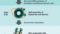 Dr. Koehler and co-authors describe a deﬁned in vitro 3D culture system that generates skin organoids from mouse pluripotent stem cells. The skin organoids contain self-organized skin layers and skin appendages, including hair follicles, sebaceous glands, and adipocytes. Image credit: Lee et al, doi: 10.1016/j.celrep.2017.12.007.
