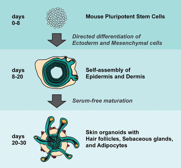 Dr. Koehler and co-authors describe a defined in vitro 3D culture system that generates skin organoids from mouse pluripotent stem cells. The skin organoids contain self-organized skin layers and skin appendages, including hair follicles, sebaceous glands, and adipocytes. Image credit: Lee et al, doi: 10.1016/j.celrep.2017.12.007.